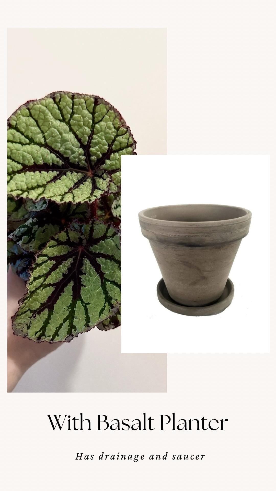Begonia Fedor Plant - 4” Pot - Flowering plant - optional decorative pot