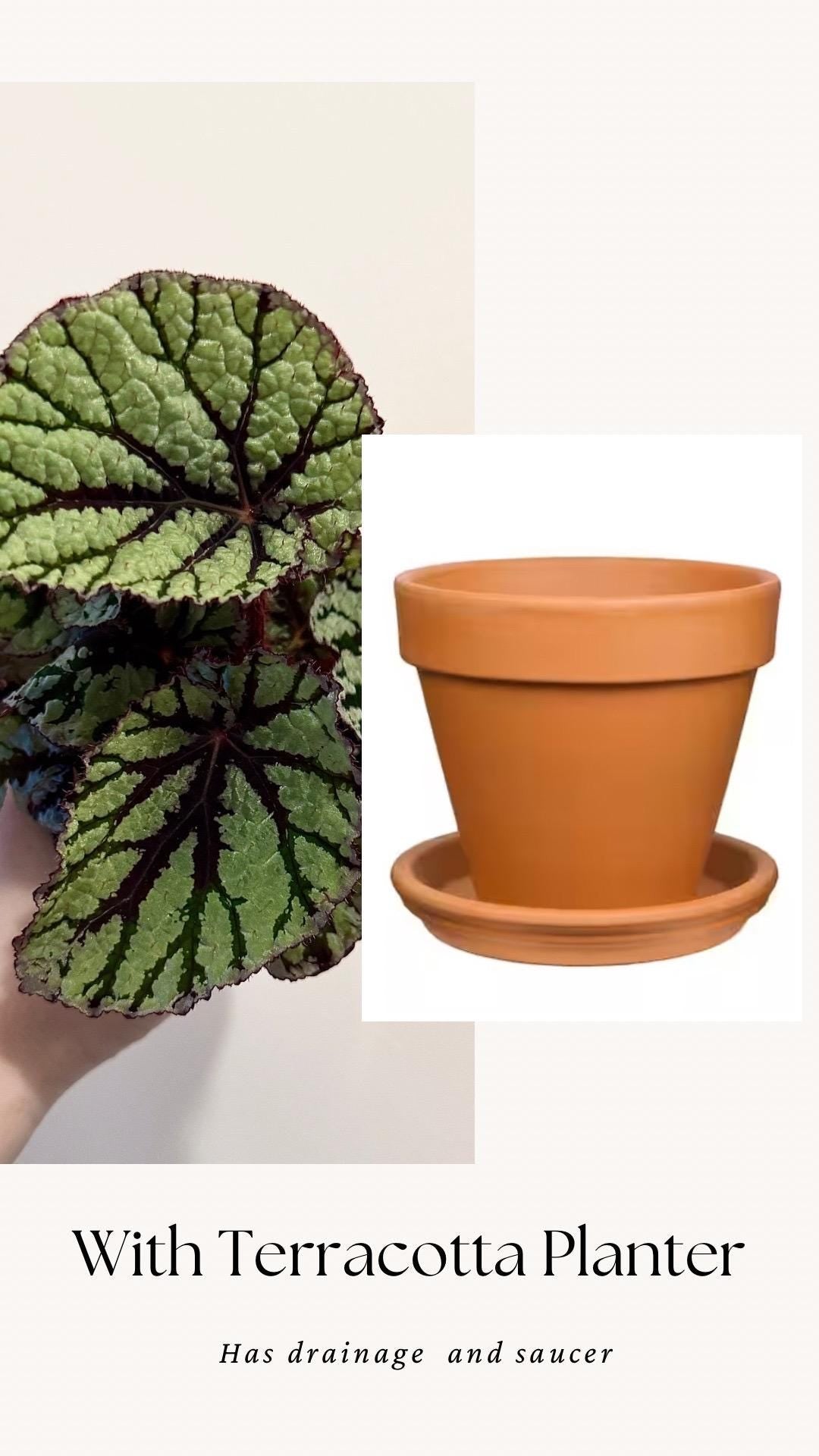 Begonia Fedor Plant - 4” Pot - Flowering plant - optional decorative pot