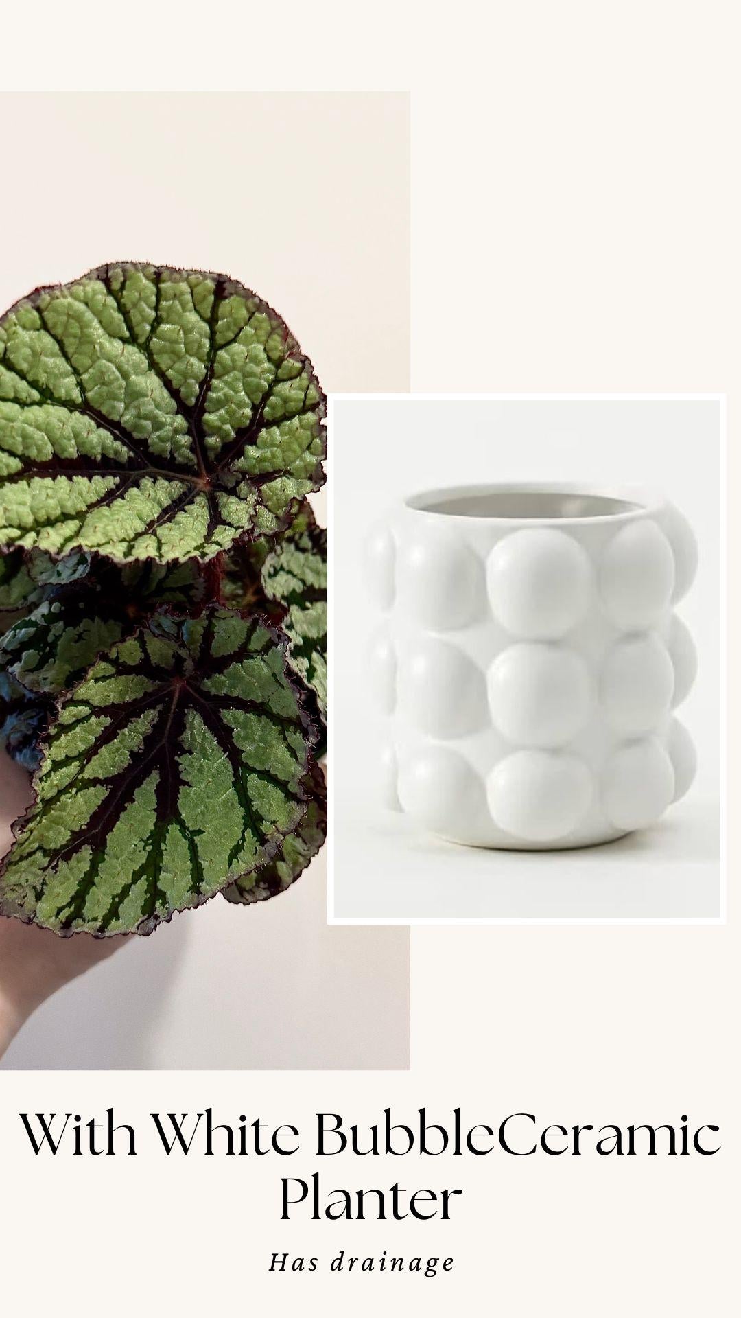 Begonia Fedor Plant - 4” Pot - Flowering plant - optional decorative pot