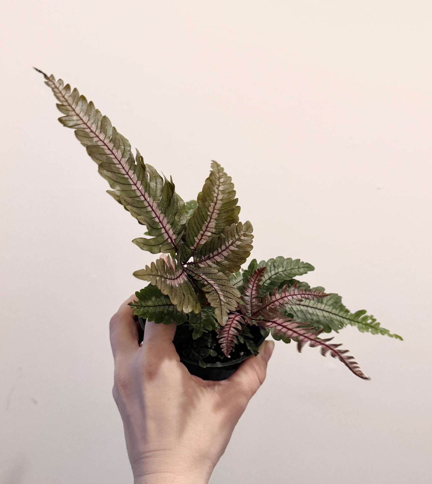 Fern Pteris Aspericaulis Var. Tricolor (Pteris Blumeana) – - 4 inch Pot - Live Plant - optional decorative pot