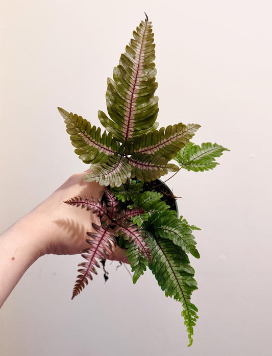 Fern Pteris Aspericaulis Var. Tricolor (Pteris Blumeana) – - 4 inch Pot - Live Plant - optional decorative pot