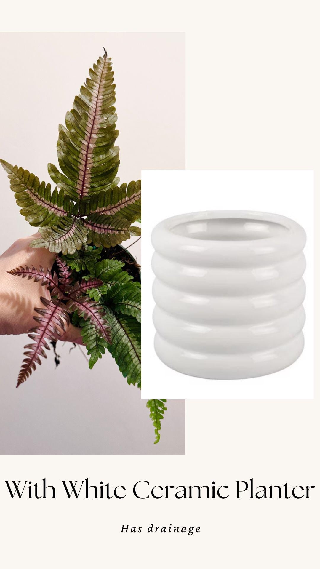 Fern Pteris Aspericaulis Var. Tricolor (Pteris Blumeana) – - 4 inch Pot - Live Plant - optional decorative pot