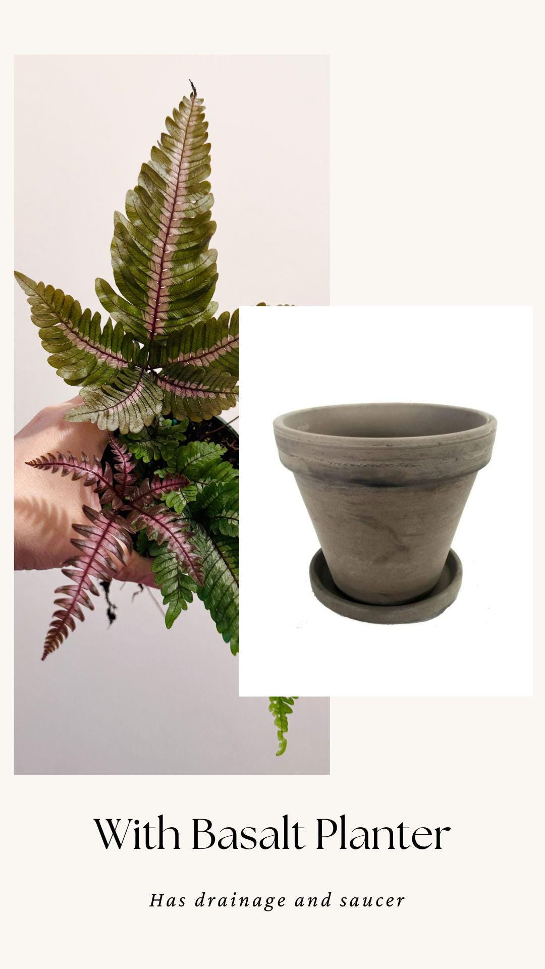 Fern Pteris Aspericaulis Var. Tricolor (Pteris Blumeana) – - 4 inch Pot - Live Plant - optional decorative pot
