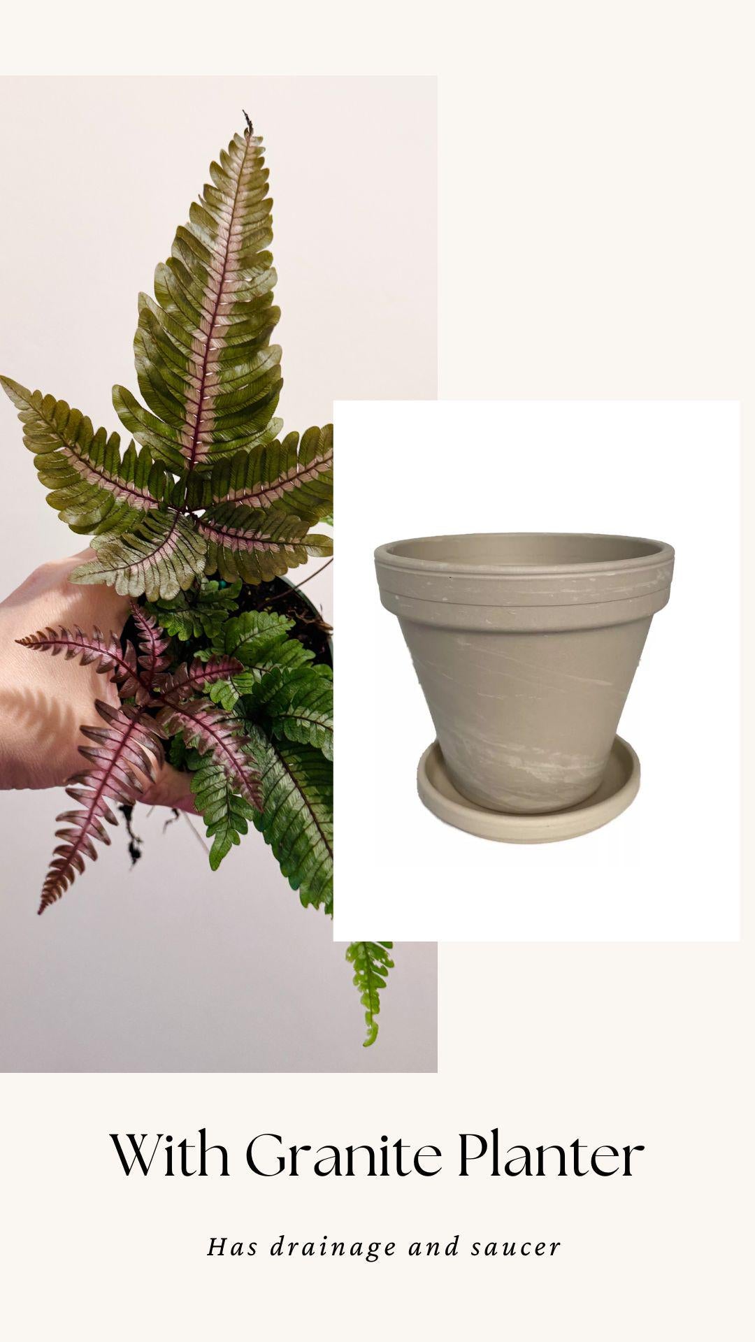 Fern Pteris Aspericaulis Var. Tricolor (Pteris Blumeana) – - 4 inch Pot - Live Plant - optional decorative pot