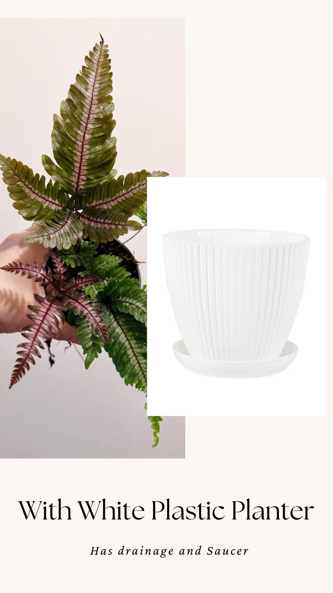 Fern Pteris Aspericaulis Var. Tricolor (Pteris Blumeana) – - 4 inch Pot - Live Plant - optional decorative pot
