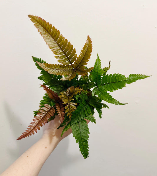 Fern Pteris Quadriaurita Tricolor – - 4 inch Pot - Live Plant - optional decorative pot