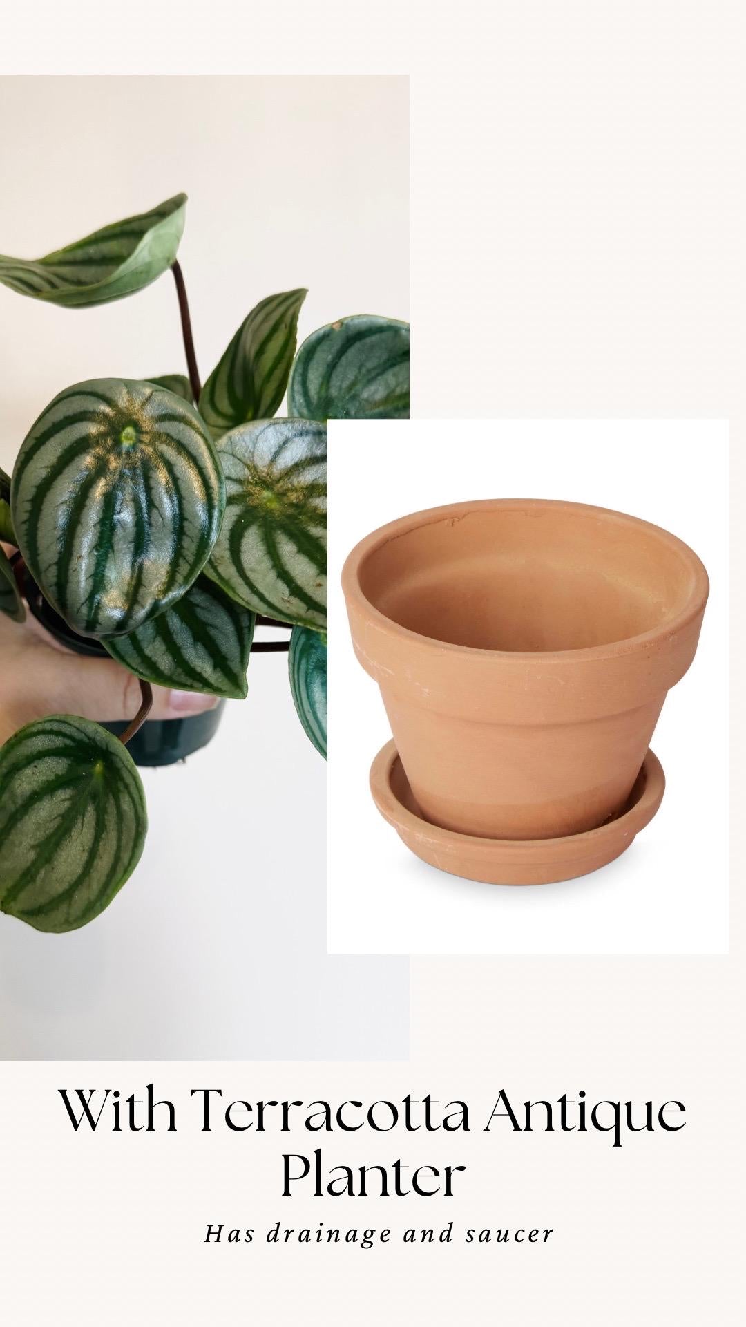 Peperomia Watermelon Plant - 4” Pot - Live Plant - optional decorative pot