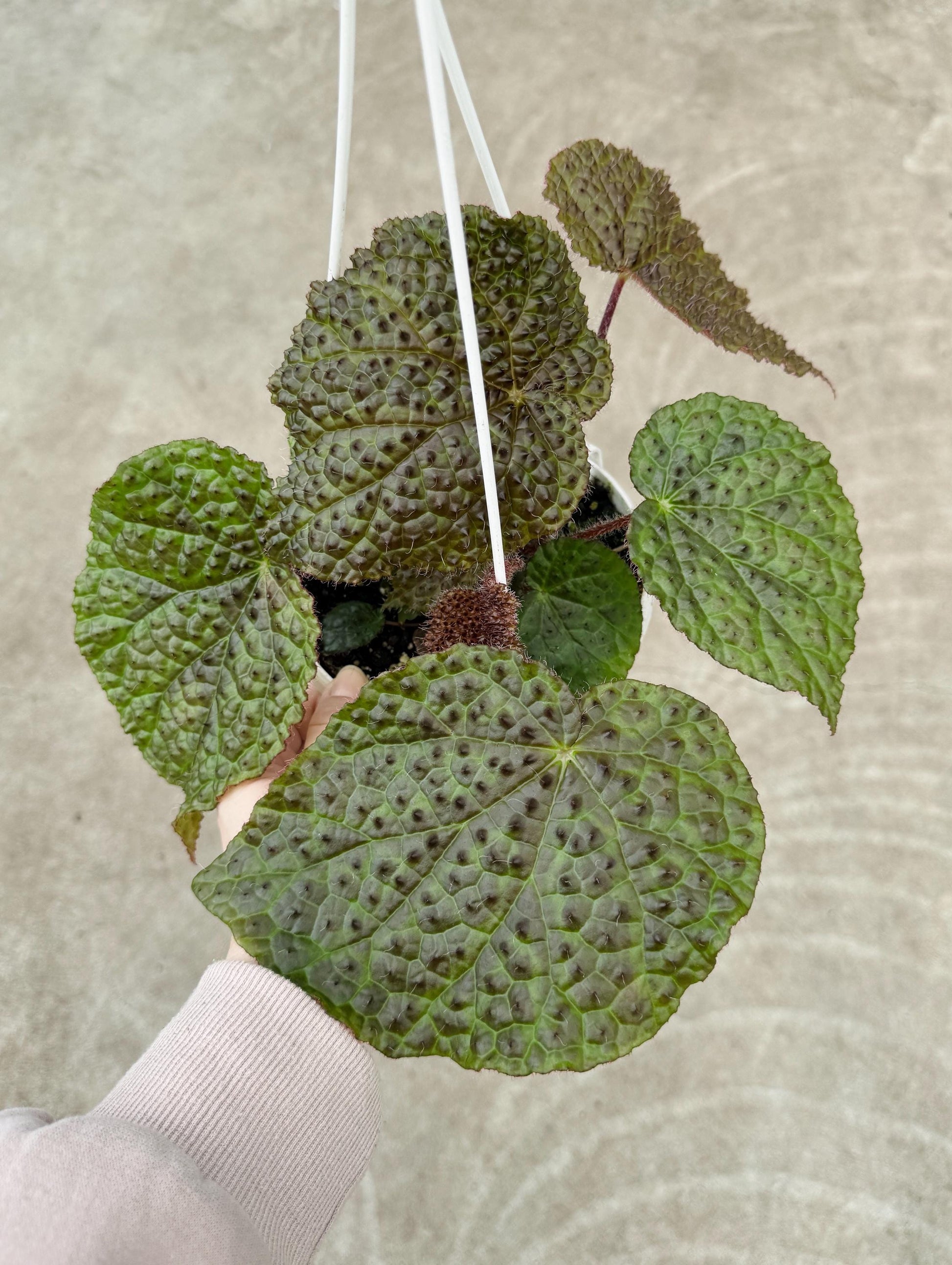Begonia Melanobullata x Iron Cross Hybrid Plant | Rare Plant | 6 inch Hanging Basket | optional decorative hanger