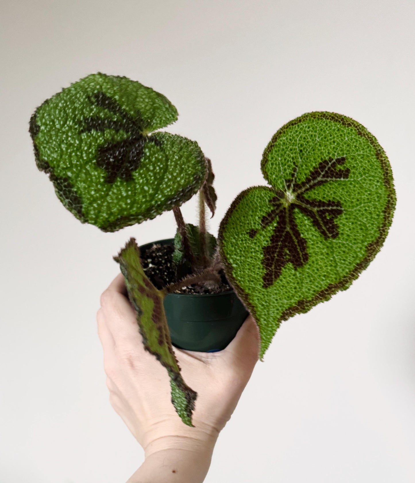 Begonia Iron Cross - 4” Pot - live plant - optional decorative pot