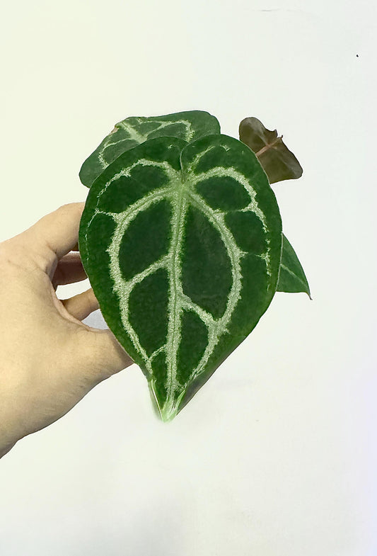 Anthurium Clarinervium Plant - 4 inch Nursery Pot
