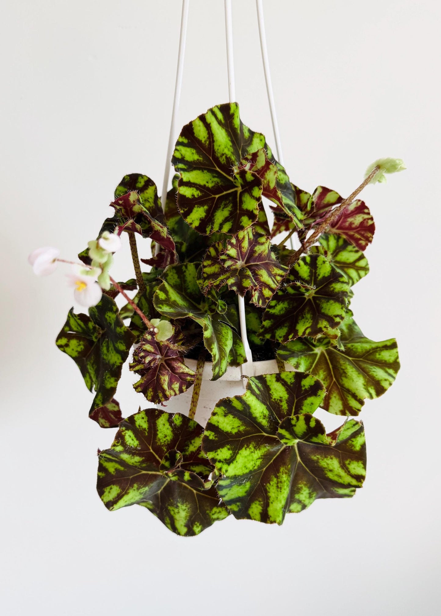 Begonia Zumba Rex Begonia | 6 inch Hanging Basket | optional decorative hanger