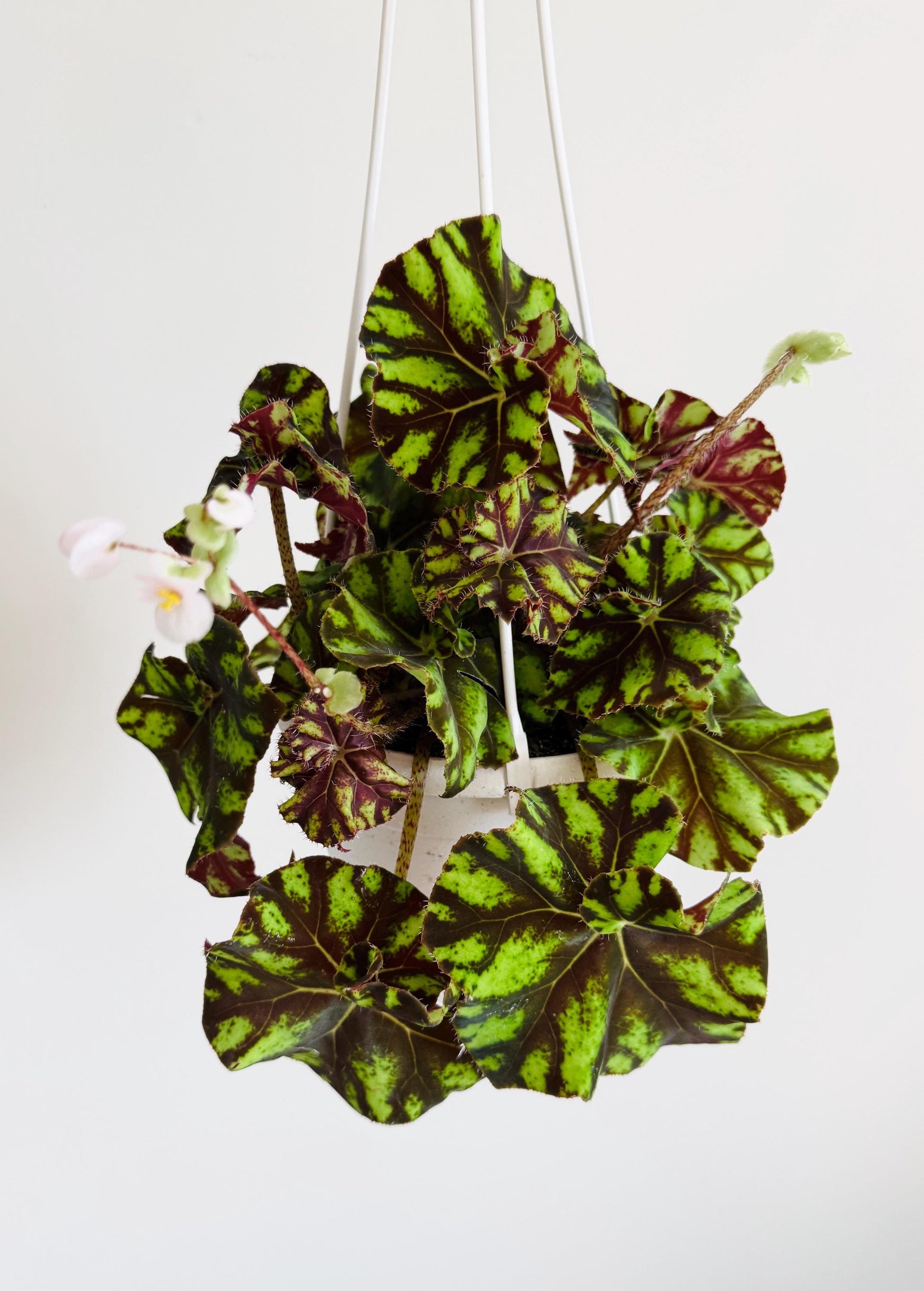 Begonia Zumba Rex Begonia | 6 inch Hanging Basket | optional decorative hanger