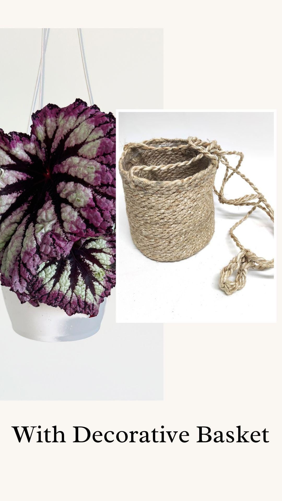 Begonia Fireworks Rex Begonia | 6 inch Hanging Basket | optional decorative hanger
