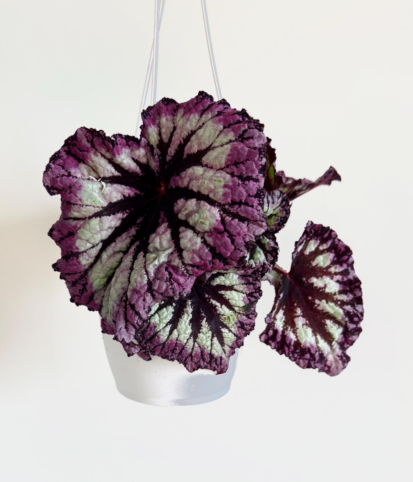 Begonia Fireworks Rex Begonia | 6 inch Hanging Basket | optional decorative hanger