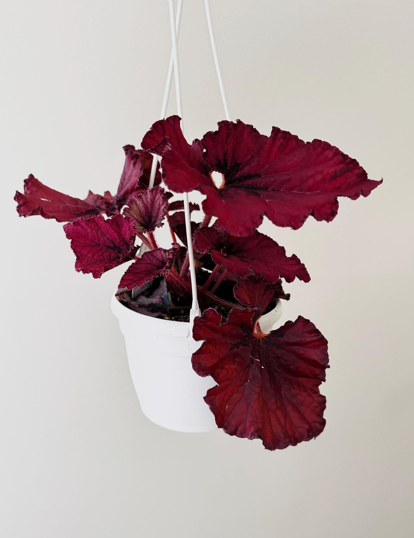 Begonia Heartbeat Rex Begonia | 6 inch Hanging Basket | optional decorative hanger