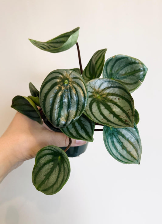 Peperomia Watermelon Plant - 4” Pot - Live Plant - optional decorative pot