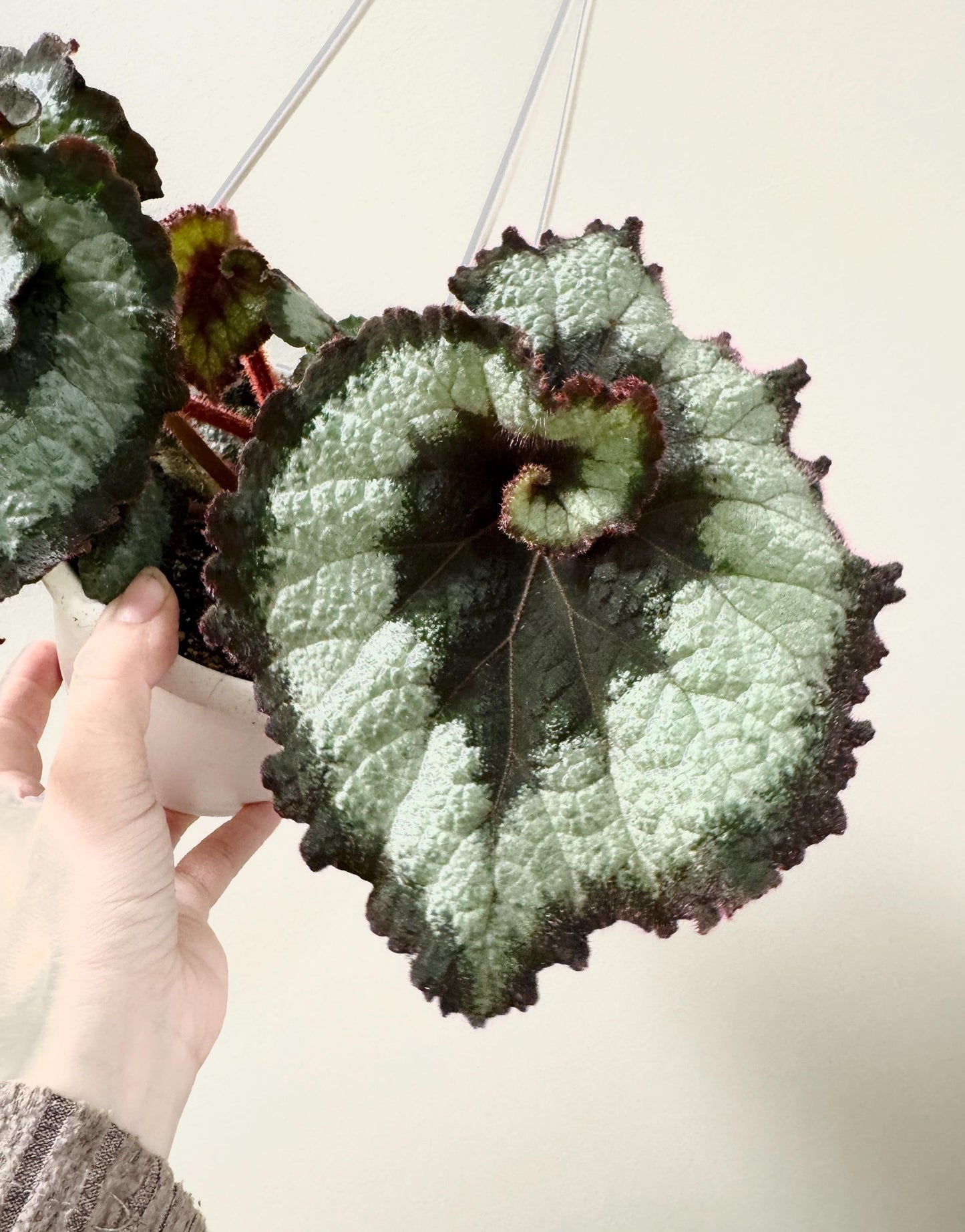 Begonia Escargot RARE Plant | Rare Plant | 6 inch Hanging Basket | optional decorative hanger