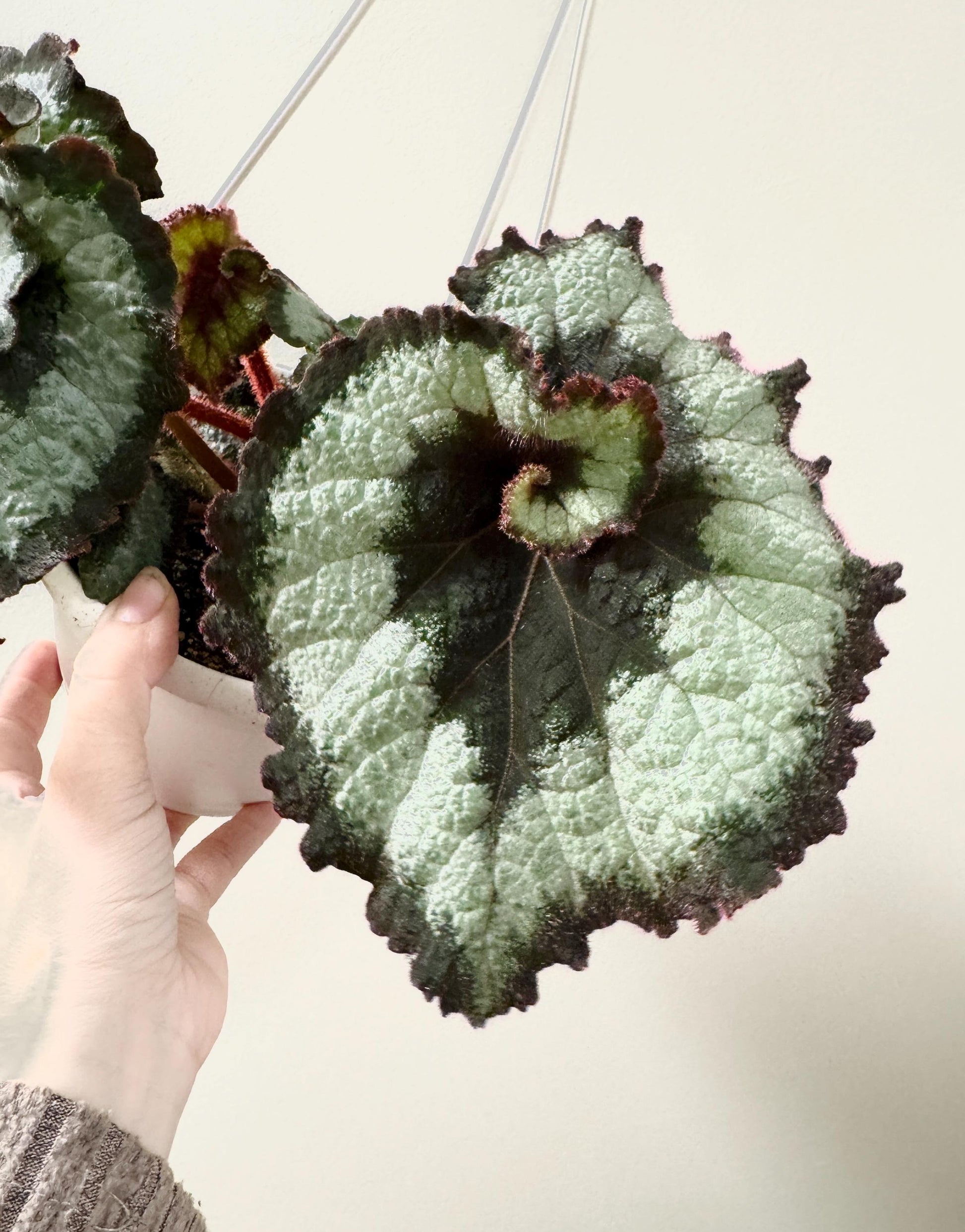 Begonia Escargot RARE Plant | Rare Plant | 6 inch Hanging Basket | optional decorative hanger
