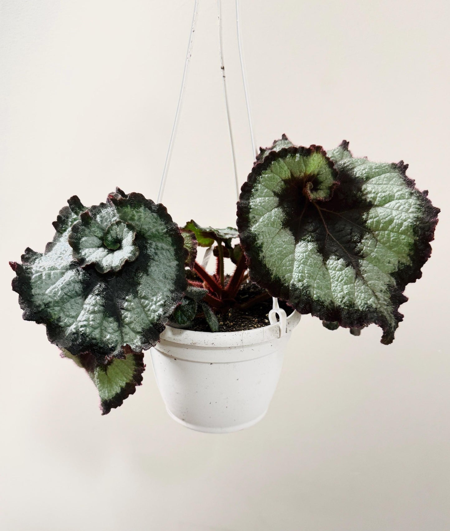 Begonia Escargot RARE Plant | Rare Plant | 6 inch Hanging Basket | optional decorative hanger