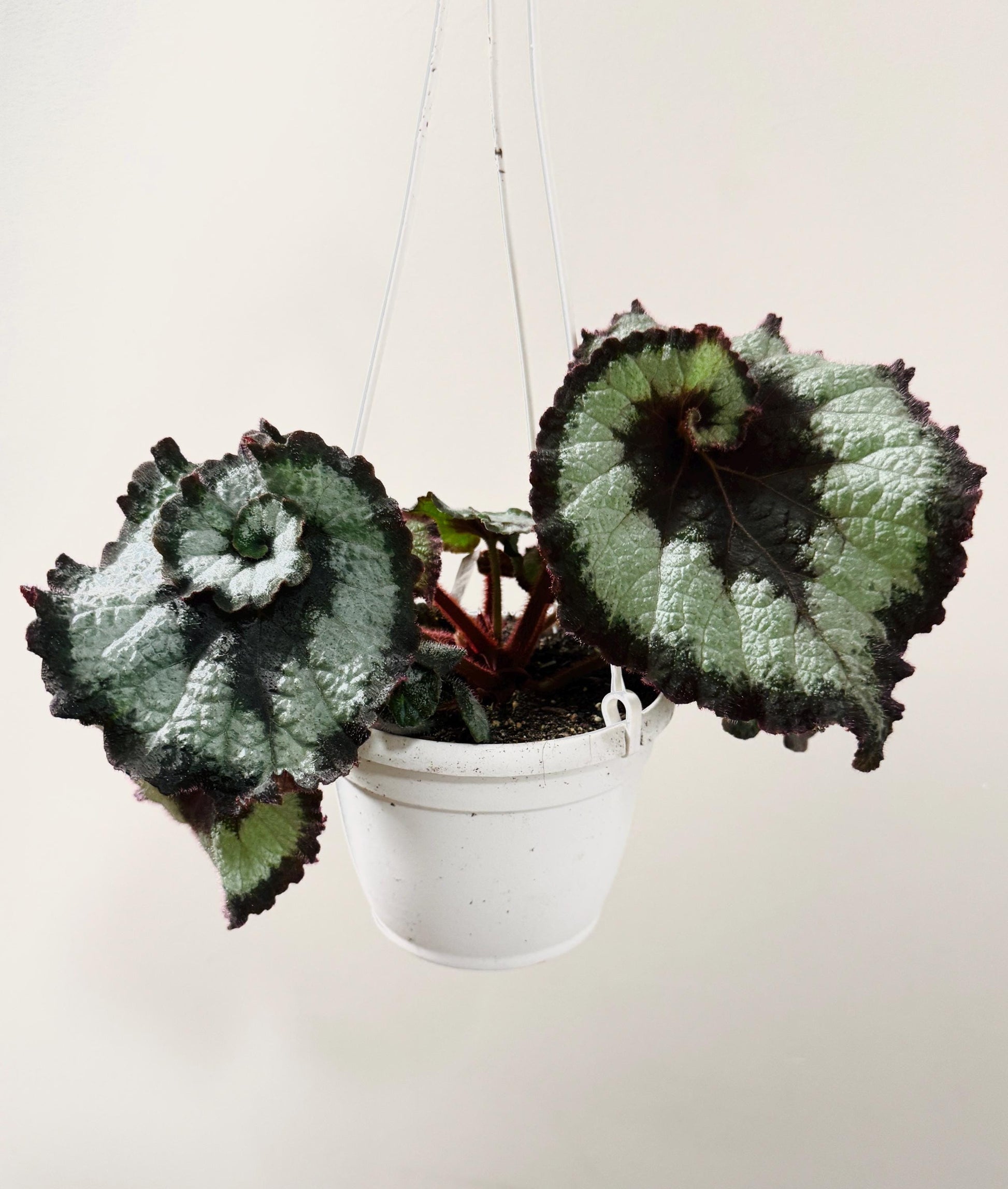 Begonia Escargot RARE Plant | Rare Plant | 6 inch Hanging Basket | optional decorative hanger
