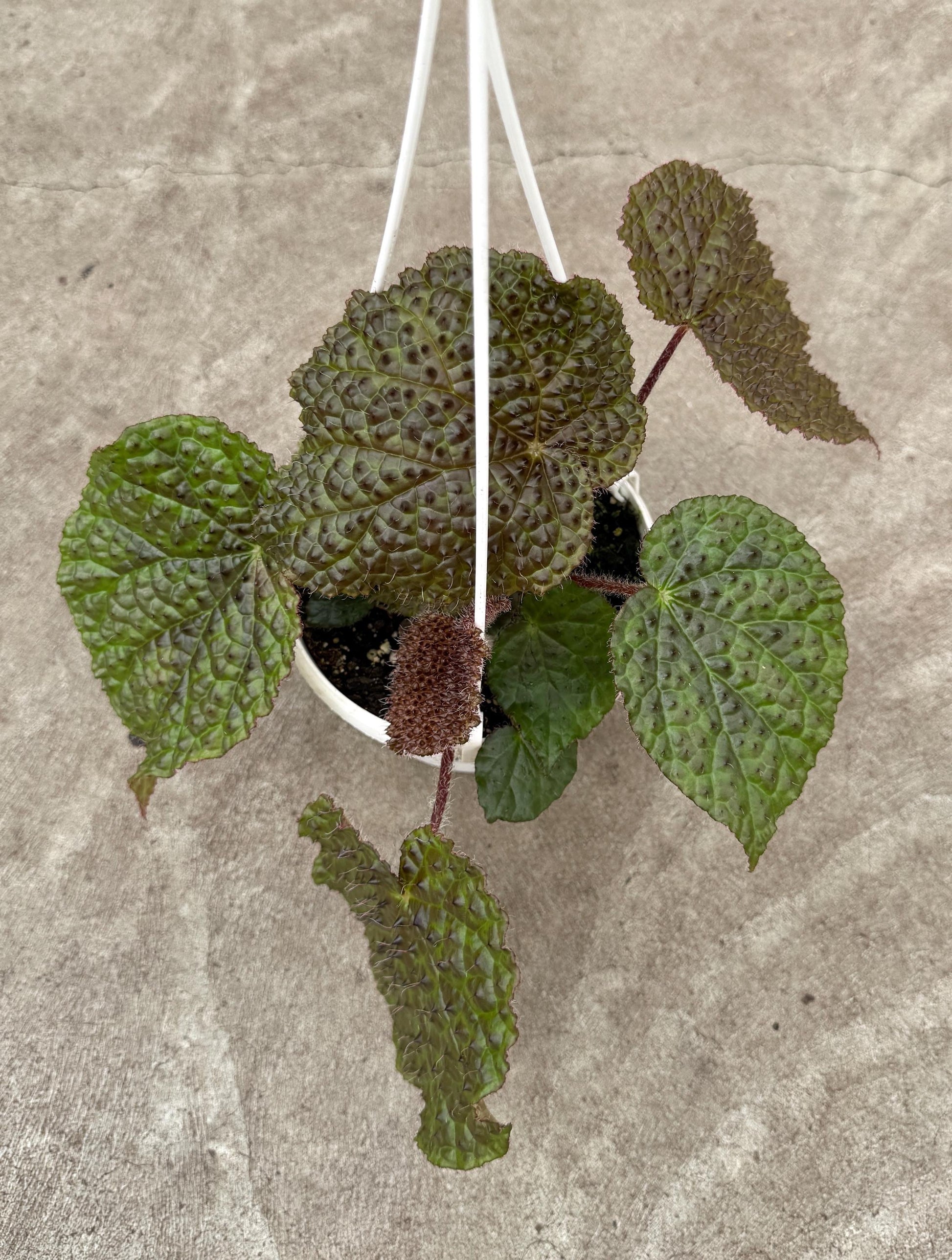 Begonia Melanobullata x Iron Cross Hybrid Plant | Rare Plant | 6 inch Hanging Basket | optional decorative hanger