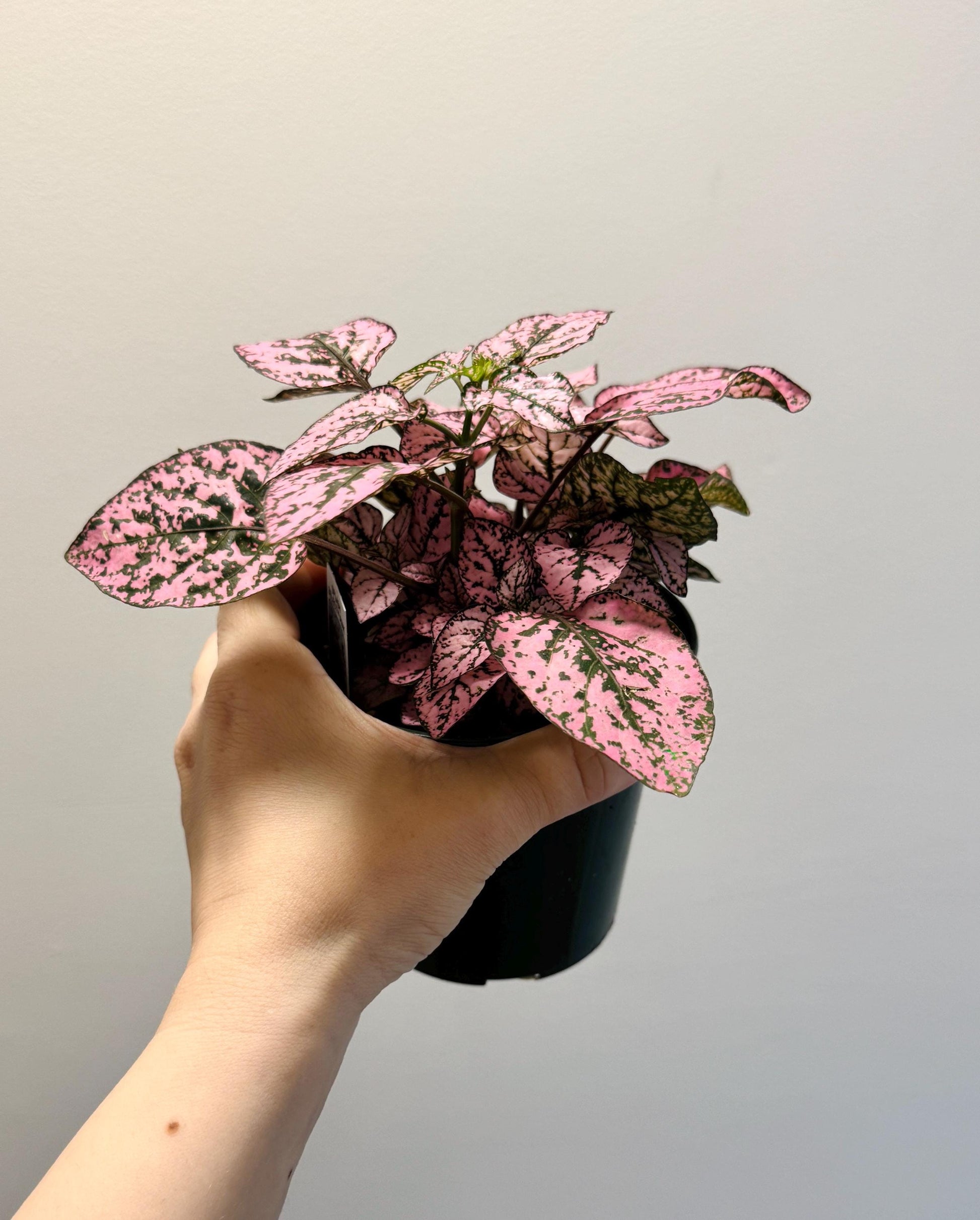 Hypoestes Splash Pink Polka Dot Plant - 4” Pot - Live Plant - optional decorative pot