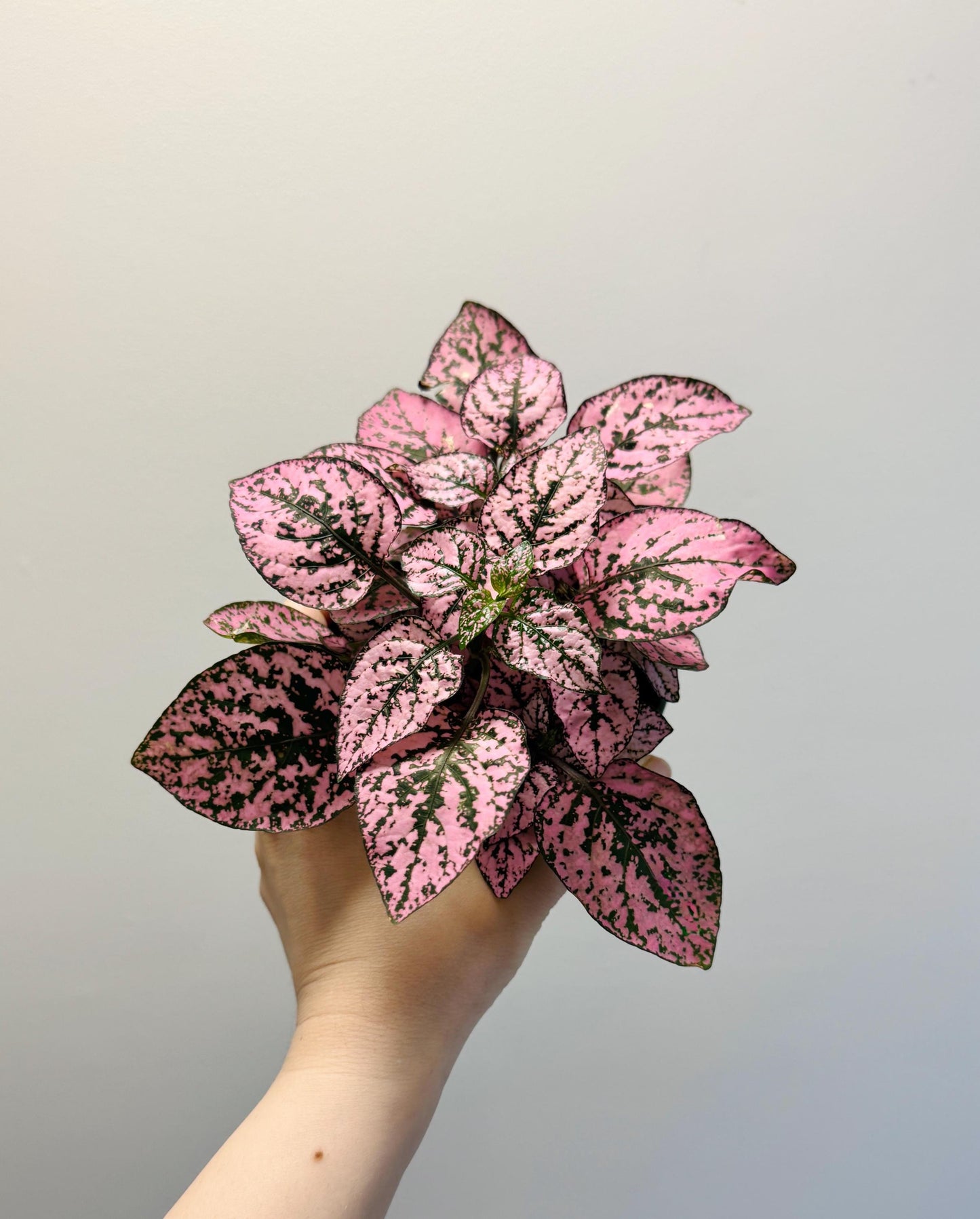 Hypoestes Splash Pink Polka Dot Plant - 4” Pot - Live Plant - optional decorative pot
