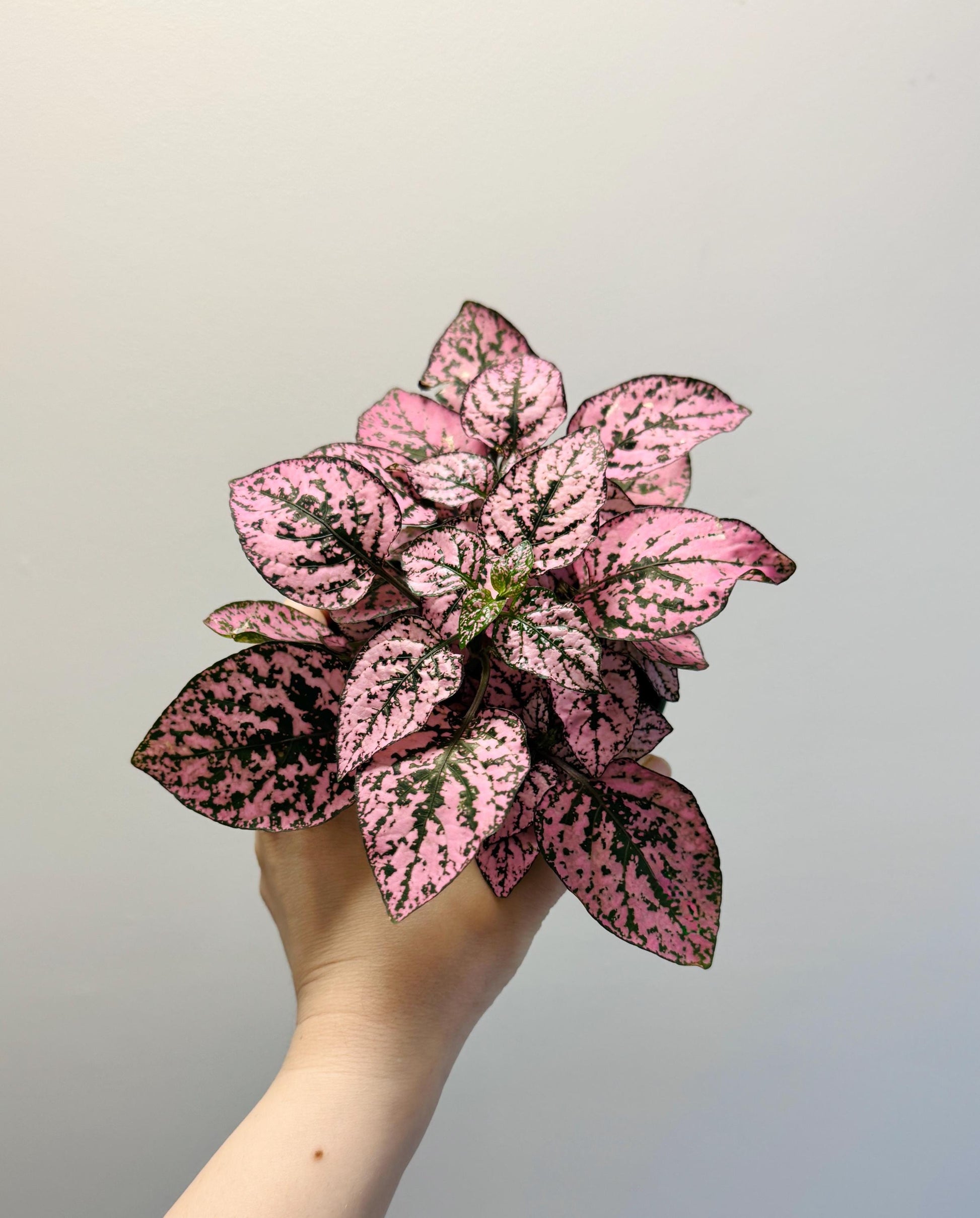 Hypoestes Splash Pink Polka Dot Plant - 4” Pot - Live Plant - optional decorative pot