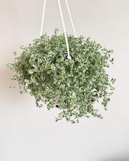 Sedum 'Little Missy Succulent Plant 4.5 inch Hanging pot - Live Plant - optional decorative hanger