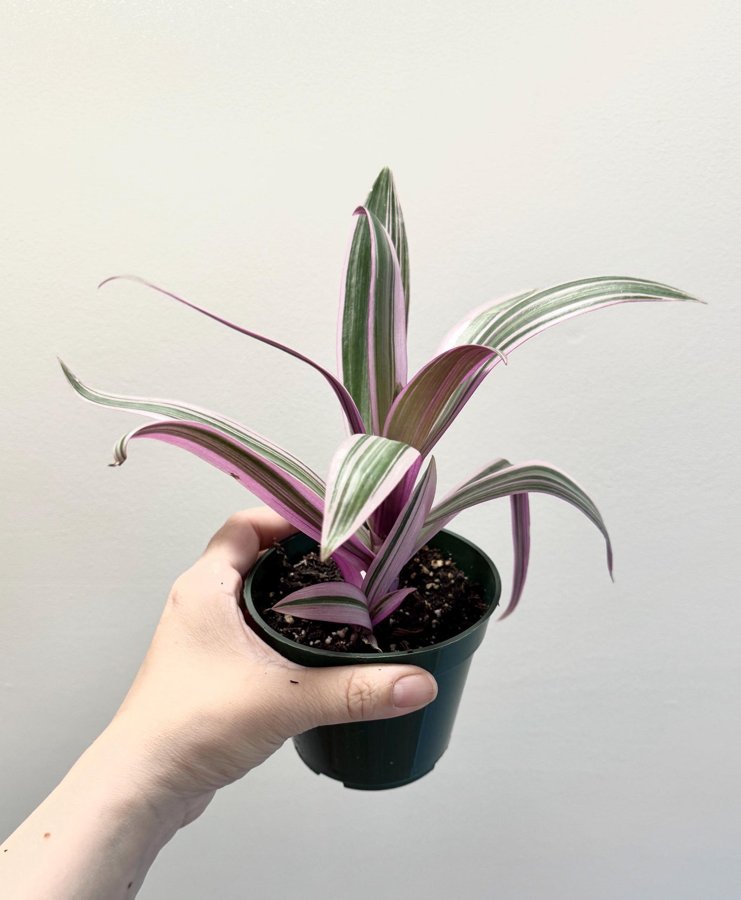 Tradescantia Spathacea Rhoeo Discolor Tricolor Plant - 4 inch Pot - optional decorative pot