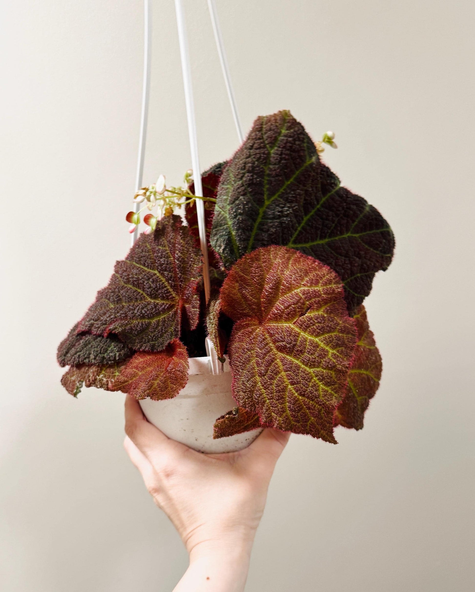 Begonia Chloroneura x Kui | 6 inch Hanging Basket | optional decorative hanger