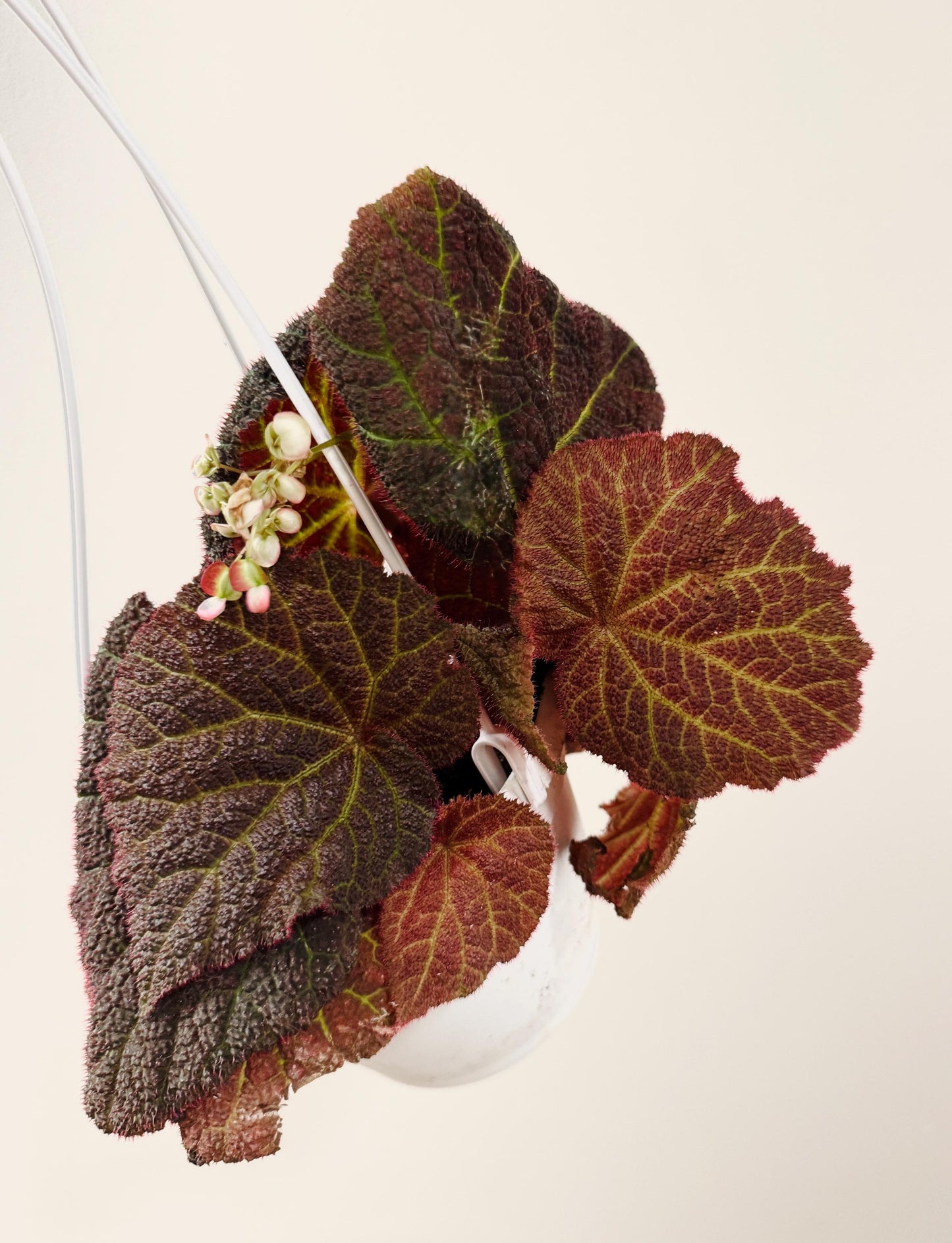 Begonia Chloroneura x Kui | 6 inch Hanging Basket | optional decorative hanger