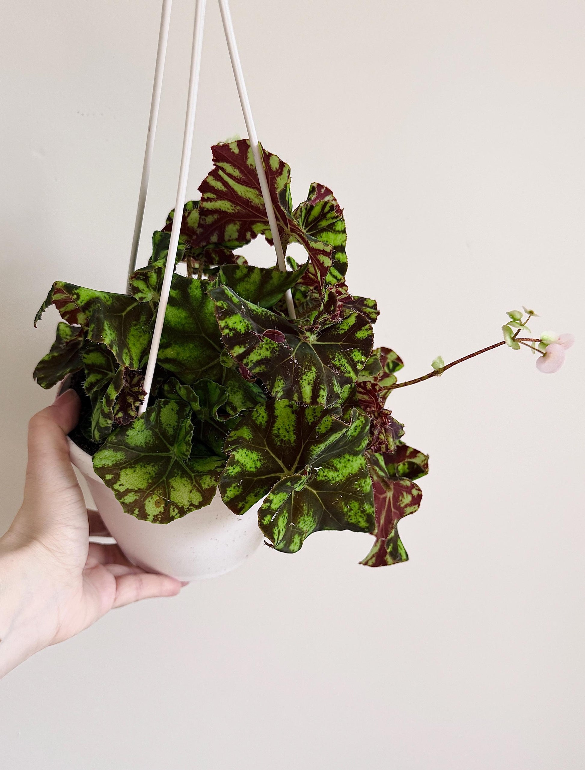 Begonia Zumba Rex Begonia | 6 inch Hanging Basket | optional decorative hanger