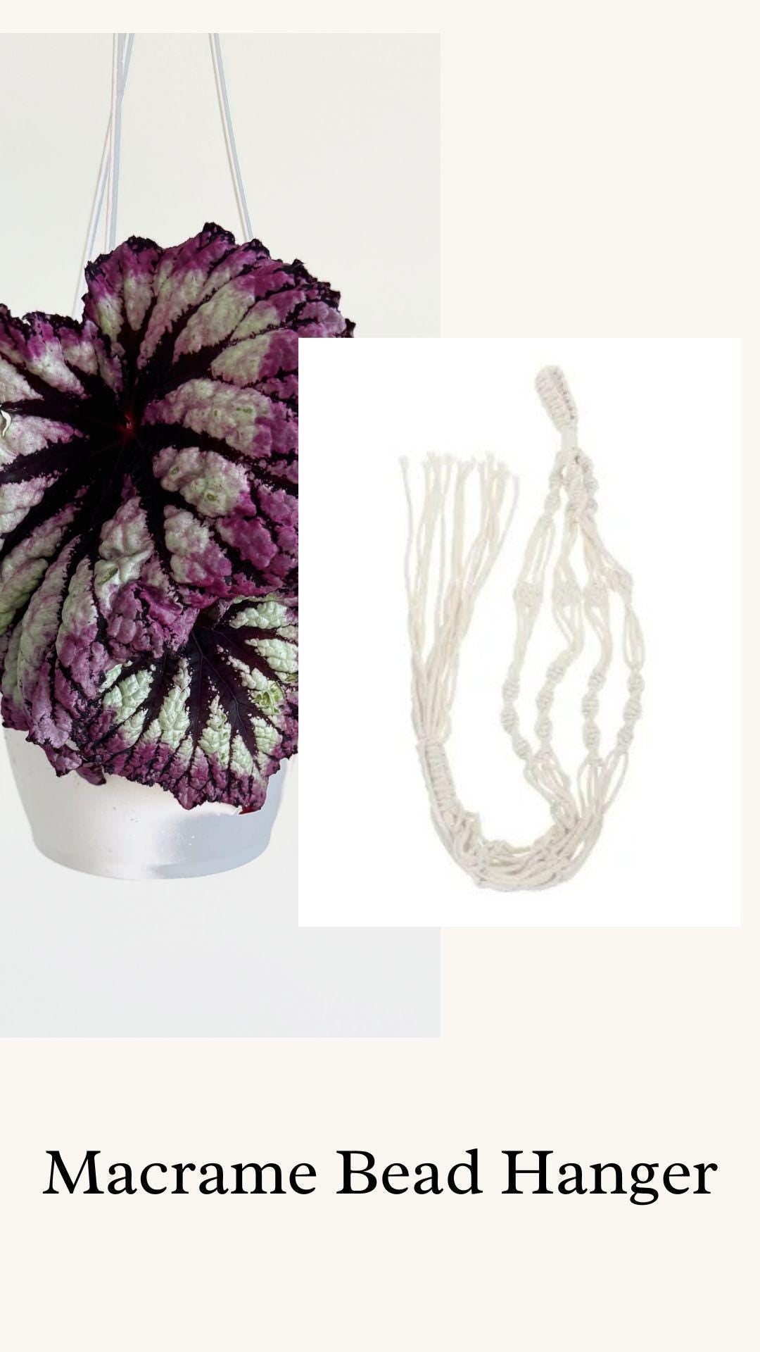 Begonia Fireworks Rex Begonia | 6 inch Hanging Basket | optional decorative hanger