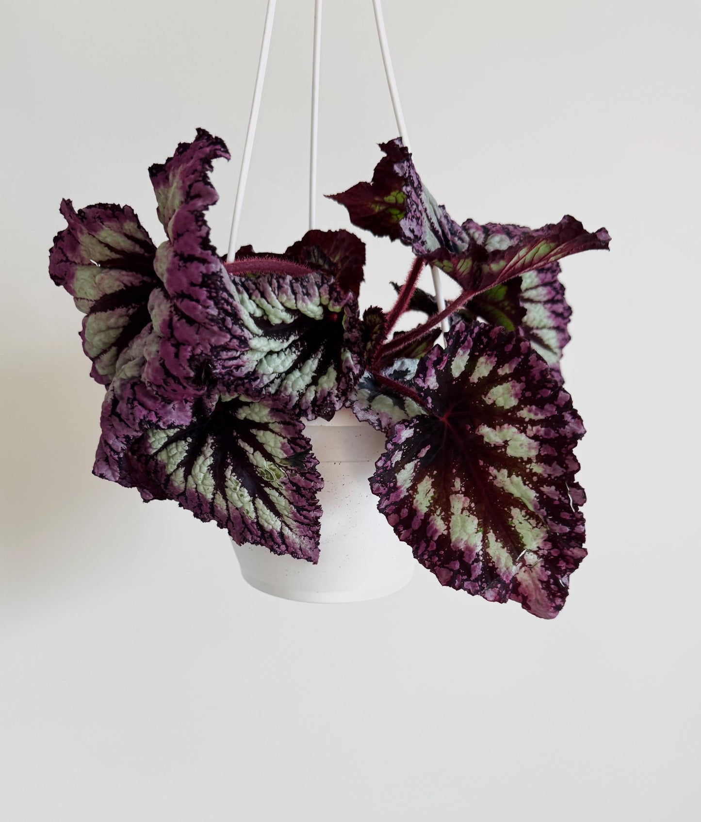Begonia Fireworks Rex Begonia | 6 inch Hanging Basket | optional decorative hanger