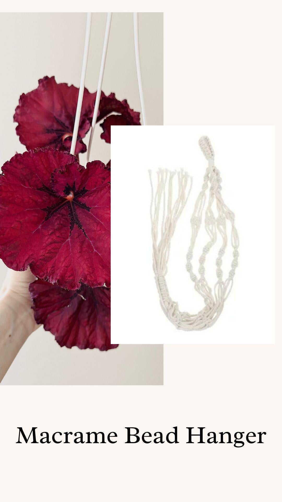 Begonia Heartbeat Rex Begonia | 6 inch Hanging Basket | optional decorative hanger
