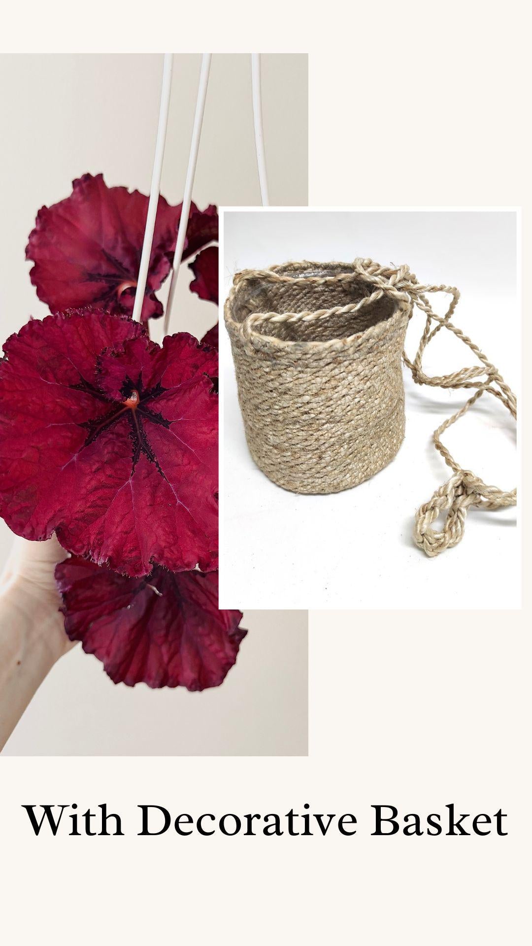 Begonia Heartbeat Rex Begonia | 6 inch Hanging Basket | optional decorative hanger