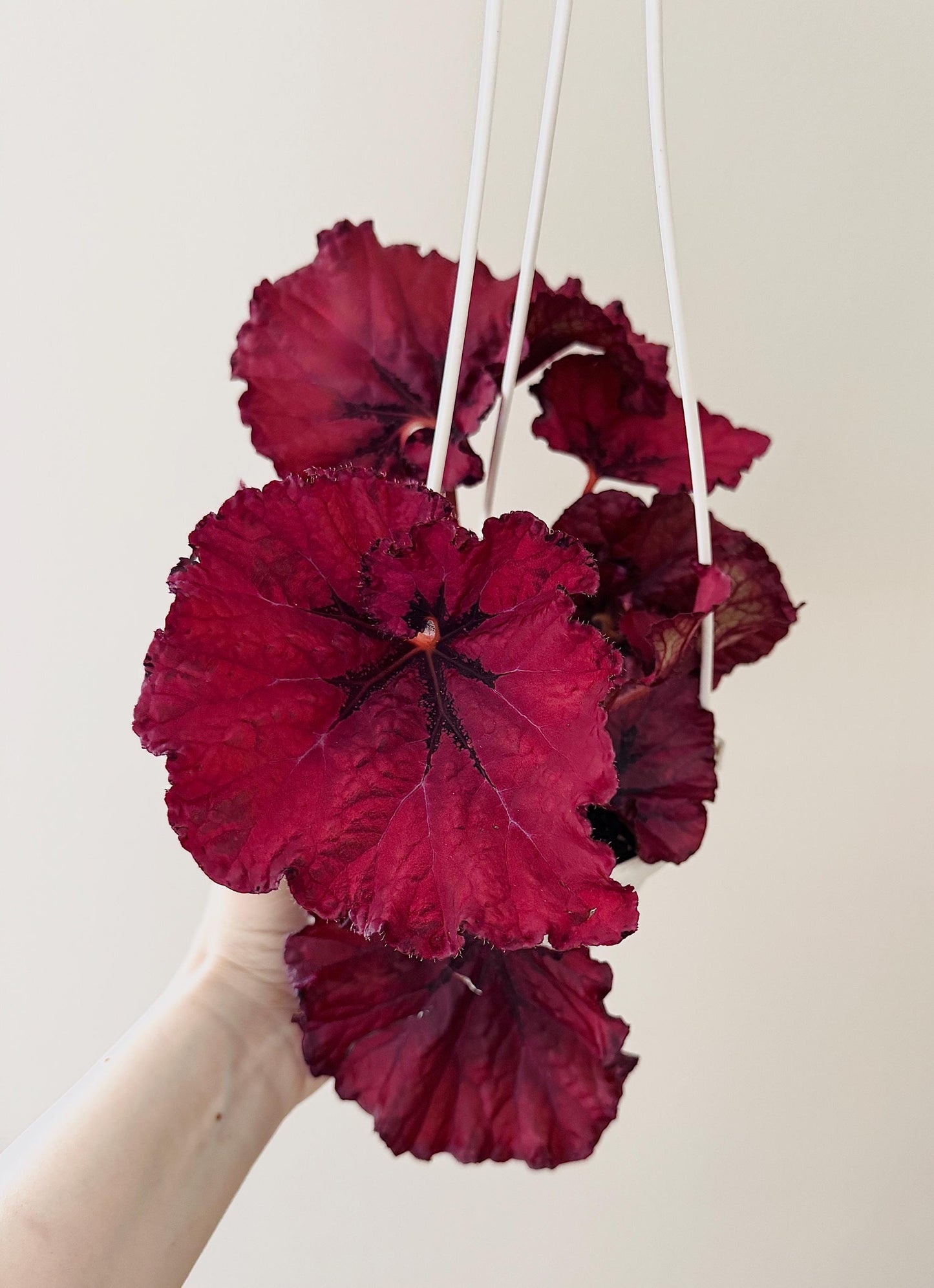 Begonia Heartbeat Rex Begonia | 6 inch Hanging Basket | optional decorative hanger