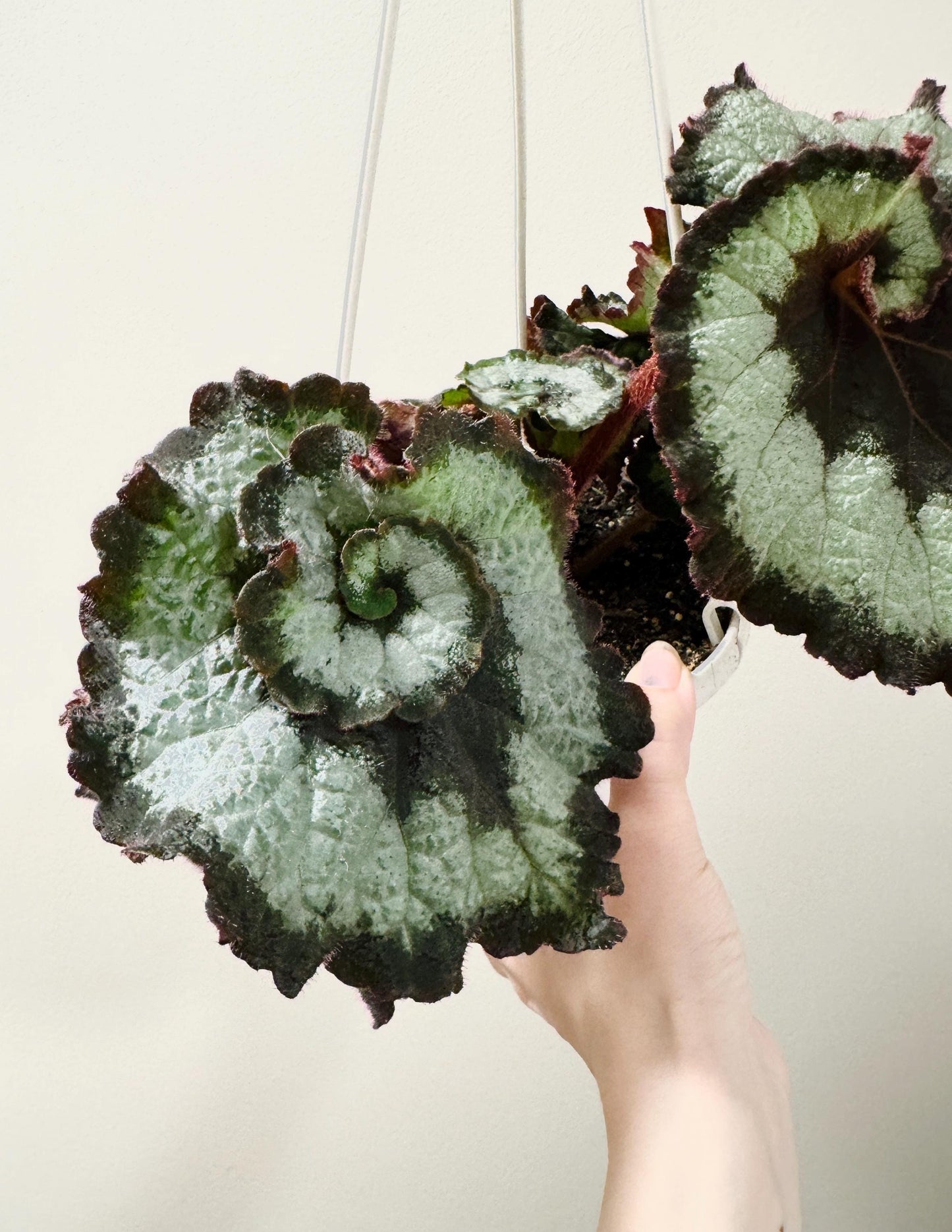 Begonia Escargot RARE Plant | Rare Plant | 6 inch Hanging Basket | optional decorative hanger