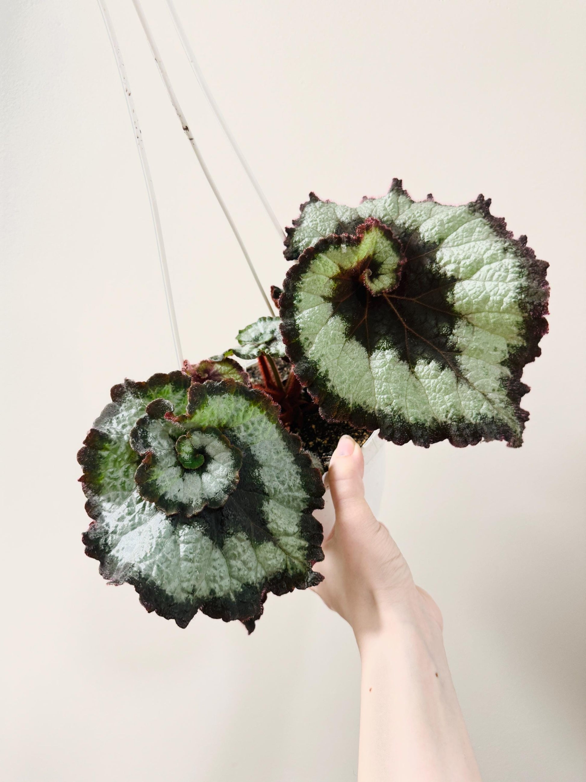 Begonia Escargot RARE Plant | Rare Plant | 6 inch Hanging Basket | optional decorative hanger