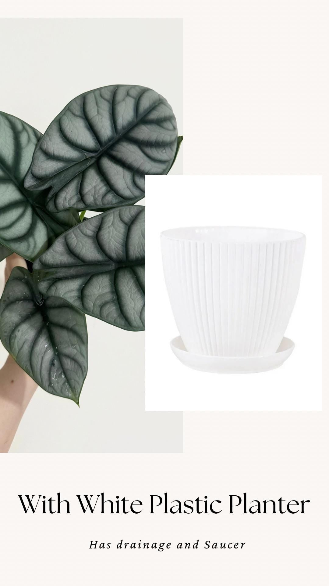 Alocasia Silver Dragon Plant- Live Plant 4" Nursery Pot