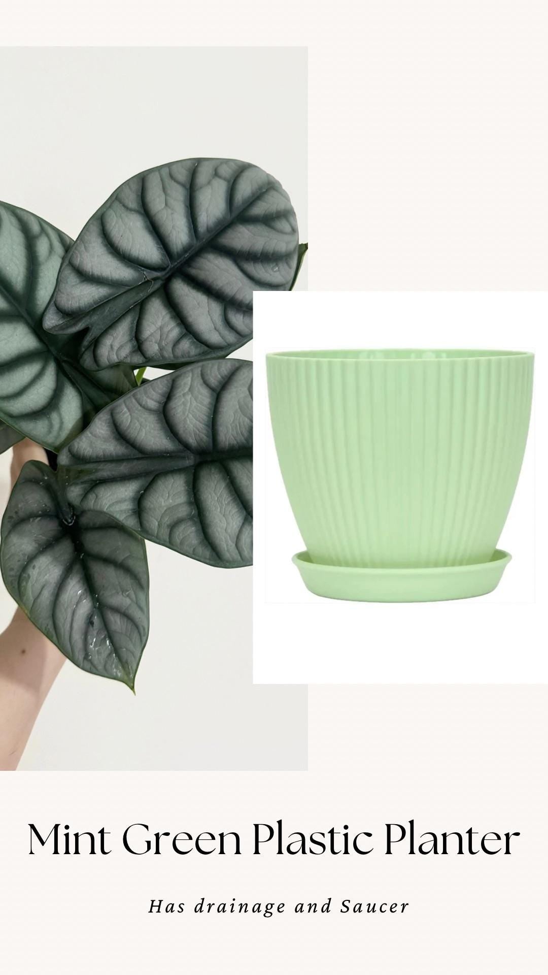 Alocasia Silver Dragon Plant- Live Plant 4" Nursery Pot