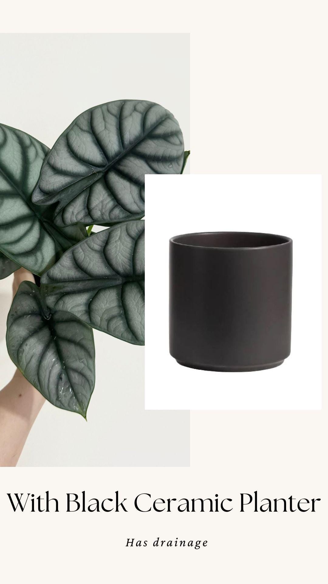 Alocasia Silver Dragon Plant- Live Plant 4" Nursery Pot