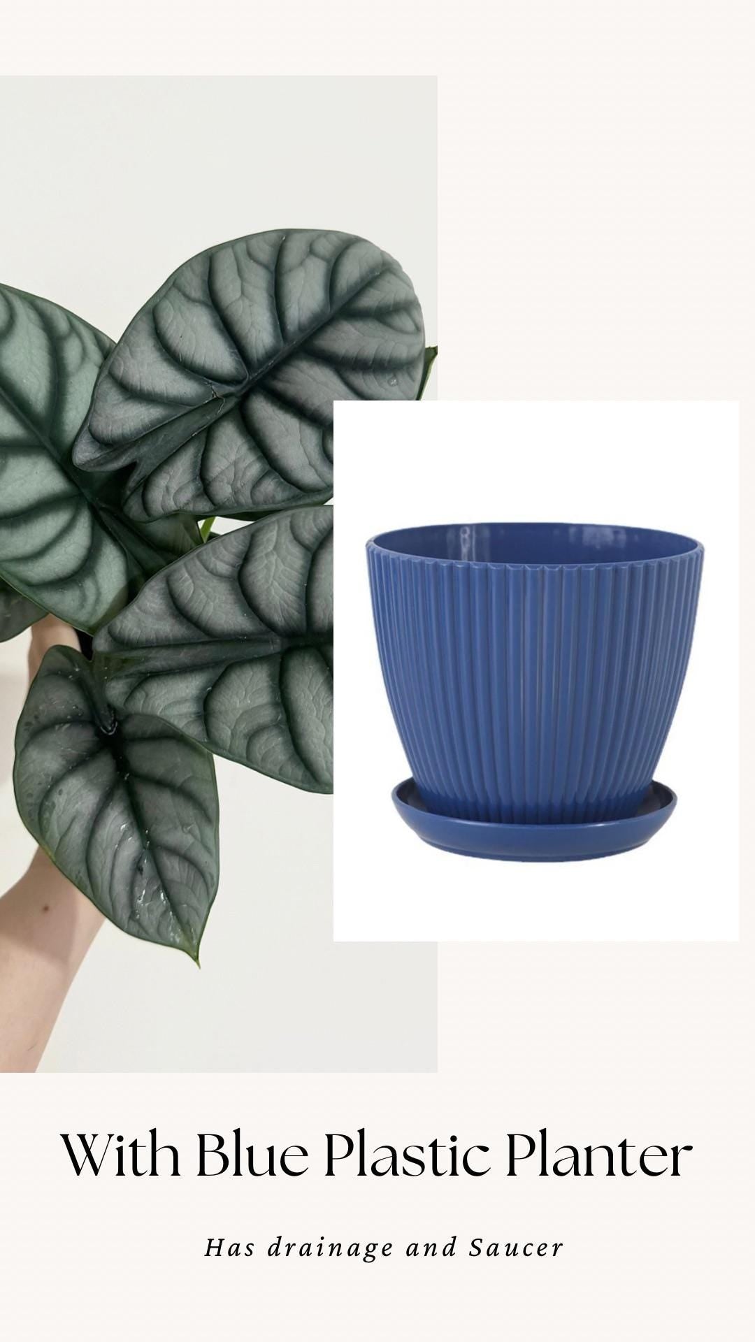 Alocasia Silver Dragon Plant- Live Plant 4" Nursery Pot