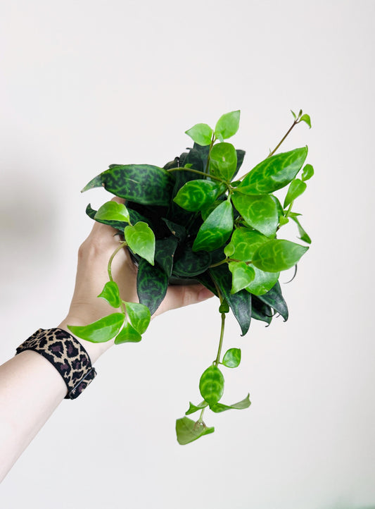 Lipstick Black Pagoda Plant 4” pot - Live Plant - optional decorative pot