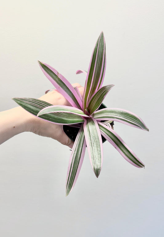 Tradescantia Spathacea Rhoeo Discolor Tricolor Plant - 4 inch Pot - optional decorative pot