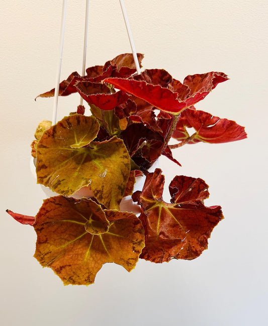 Begonia Angel Glow RARE Plant | Rare Plant | 6 inch Hanging Basket | optional decorative hanger
