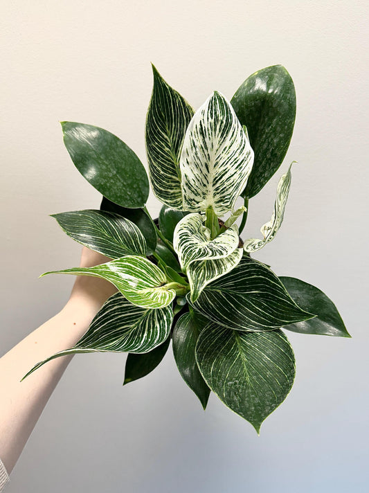 Philodendron Birkin Plant Flowering Plant - 6 inch Pot - Live Plant