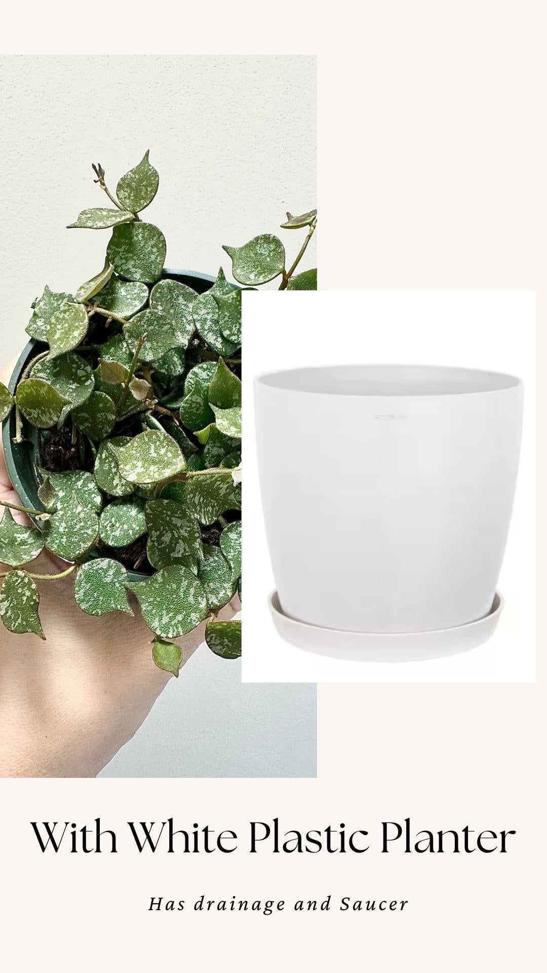 Hoya Curtisii Flowering Plant - 4 inch Pot - Live Plant - optional decorative pot