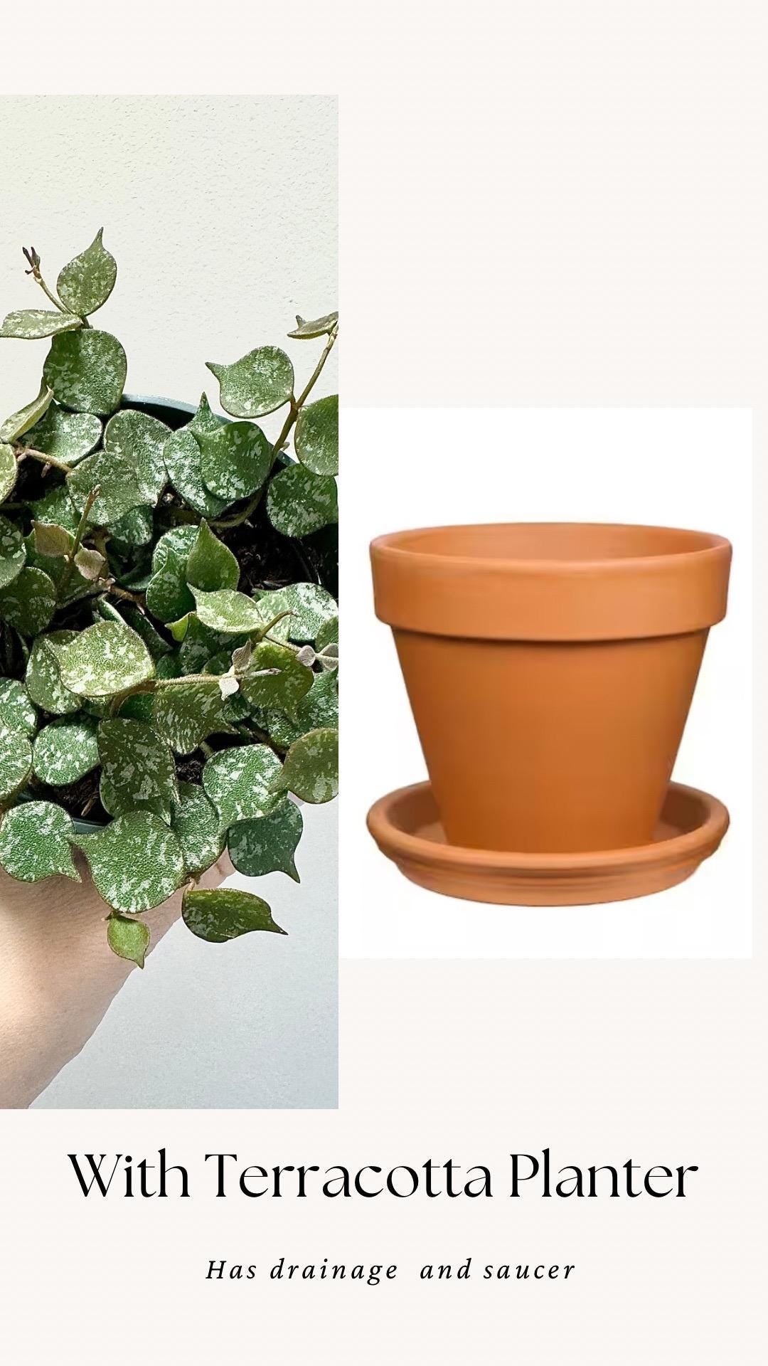 Hoya Curtisii Flowering Plant - 4 inch Pot - Live Plant - optional decorative pot